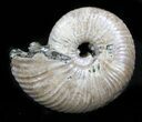 Iridescent Ammonite (Eboraciceras) Fossil - Russia #34628-1